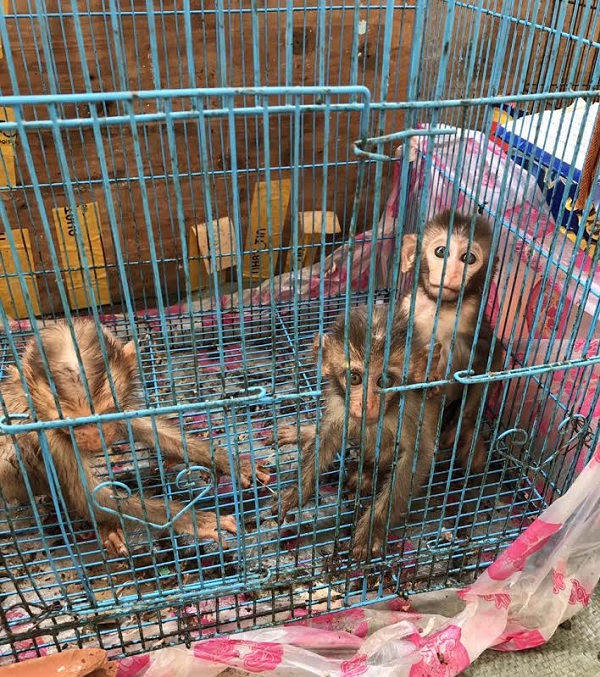 Giải cứu thành công nhiều cá thể động vật hoang dã