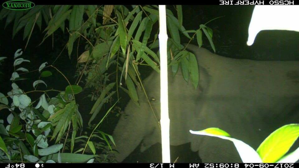 Phát hiện nhiều cá thể voi ở vùng đệm Vườn Quốc gia Vũ Quang - Hình 1