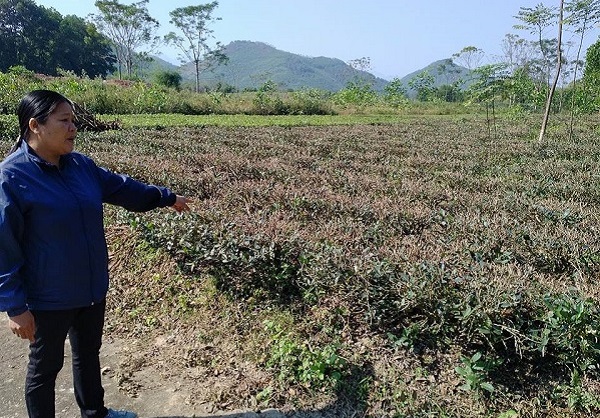 Thái Nguyên: Đất trồng chè đặc sản Tân Cương nguy cơ bị 'xóa sổ' do khai thác cát - Hình 4