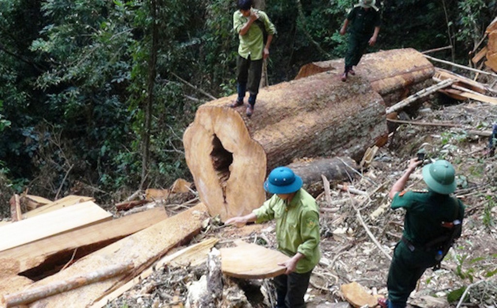 Vụ phá rừng pơ mu ở Nghệ An: Khởi tố thêm 2 cán bộ kiểm lâm - Hình 1