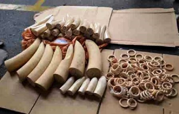 Thu giữ hơn 3kg sản phẩm ngà voi vận chuyển từ Nội Bài đi Thái Lan qua đường hàng không - Hình 1
