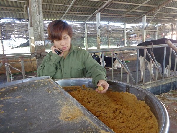 Duy Tiên (Hà Nam): Phát triển chăn nuôi bò sữa lớn nhất vùng đồng bằng sông Hồng - Hình 2
