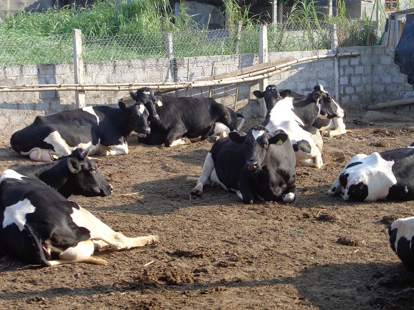 Duy Tiên (Hà Nam): Phát triển chăn nuôi bò sữa lớn nhất vùng đồng bằng sông Hồng - Hình 1