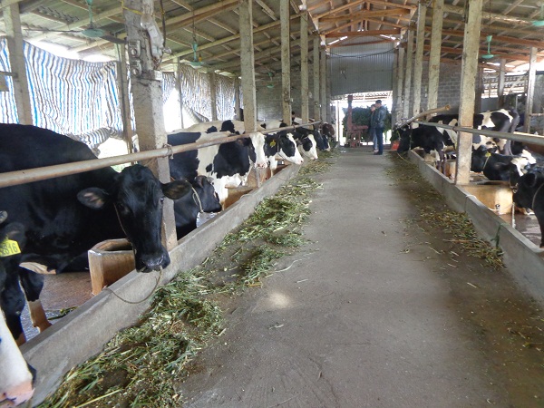 Duy Tiên (Hà Nam): Phát triển chăn nuôi bò sữa lớn nhất vùng đồng bằng sông Hồng