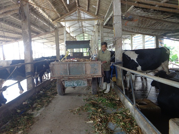 Duy Tiên (Hà Nam): Phát triển chăn nuôi bò sữa lớn nhất vùng đồng bằng sông Hồng - Hình 3