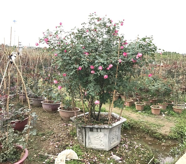 Huyện An Dương (Hải Phòng): Làng hoa cây cảnh Kiều Trung được mùa hoa hồng - Hình 1