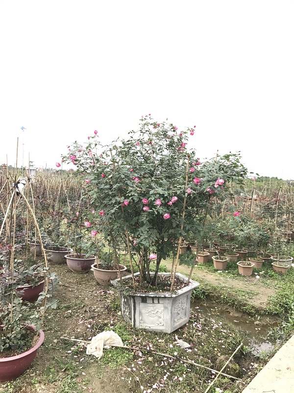 Huyện An Dương (Hải Phòng): Làng hoa cây cảnh Kiều Trung được mùa hoa hồng