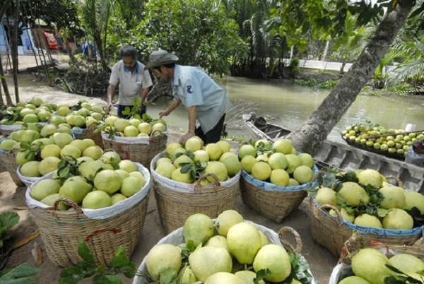 Dự báo giá trái cây đặc sản ở miền Tây sẽ tăng giá mạnh vào cận Tết