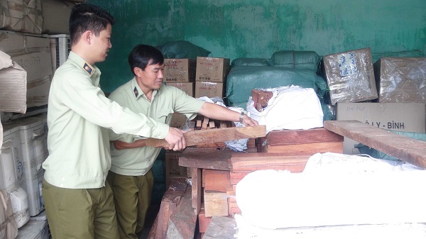 Quảng Nam: Bắt giữ xe tải chở gần 2 tấn gỗ hương, gỗ trắc không rõ nguồn gốc - Hình 1