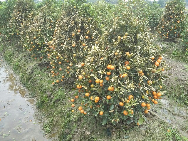 Thanh Hóa: Bắt thủ phạm phun thuốc diệt cỏ phá hoại hàng trăm cây quất cảnh