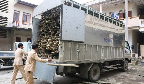 Nghệ An: Bắt giữ xe tải chở gỗ lậu hình thức ngụy trang cây mét - Hình 1
