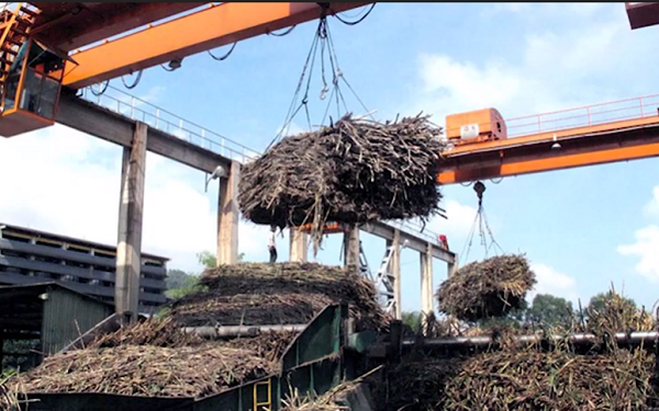Gia Lai: Người trồng mía lao đao vì nhà máy đường thu mua cầm chừng