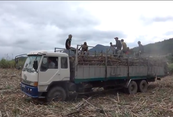 Gia Lai: Người trồng mía lao đao vì nhà máy đường thu mua cầm chừng - Hình 4