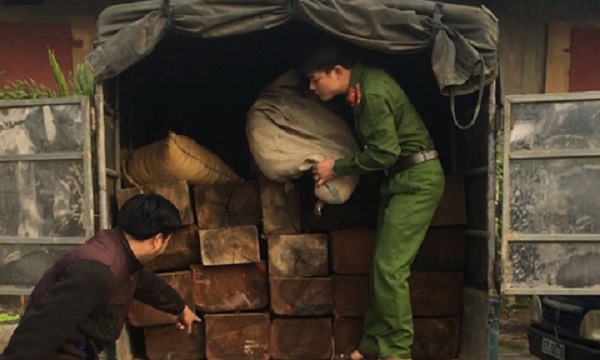Quảng Nam: Dùng bao tải trấu ngụy trang để chở gỗ lậu - Hình 1