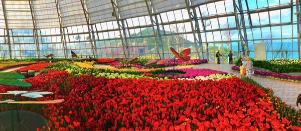 Ra mắt lễ hội Tulip lớn nhất Việt Nam Vinpearl Nha Trang - Hình 3