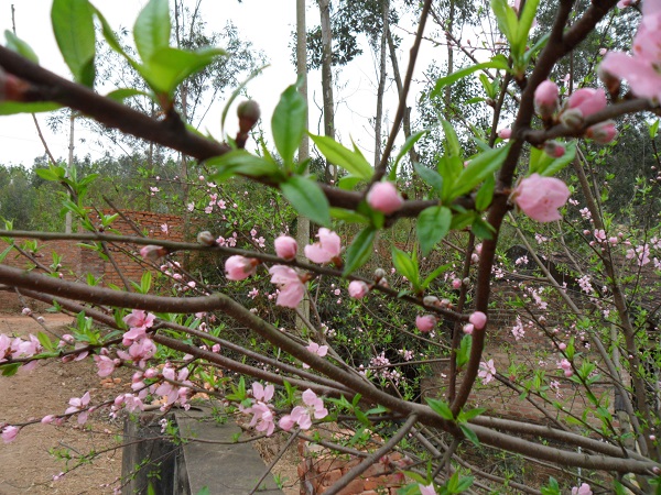 Thôn Minh Tân, xã Minh Trí (Sóc Sơn, Hà Nội): “Nàng tiên” bừng tỉnh giấc!