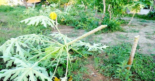 Cần xử lý nghiêm kẻ gian chặt phá gần 400 cây ăn quả của người dân