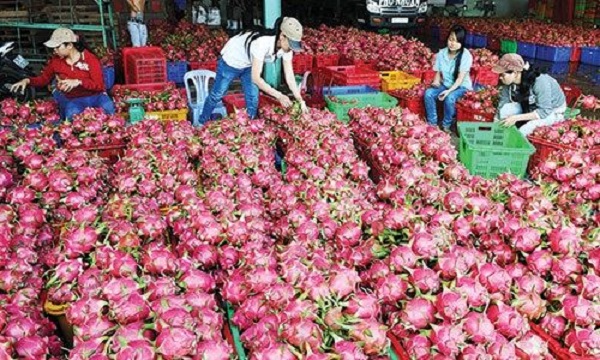 Xuất khẩu hơn 1.500 tấn thanh long sang Trung Quốc đầu năm 2018