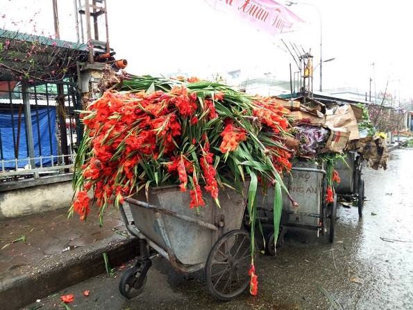 Hà Nội: Hoa lay ơn bị vứt bỏ đỏ đường sau Tết Mậu Tuất - Hình 4