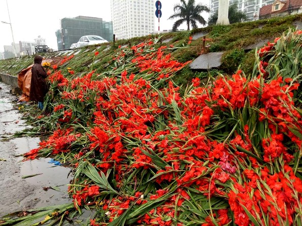 Hà Nội: Hoa lay ơn bị vứt bỏ đỏ đường sau Tết Mậu Tuất - Hình 1