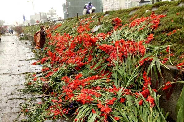 Hà Nội: Hoa lay ơn bị vứt bỏ đỏ đường sau Tết Mậu Tuất - Hình 2