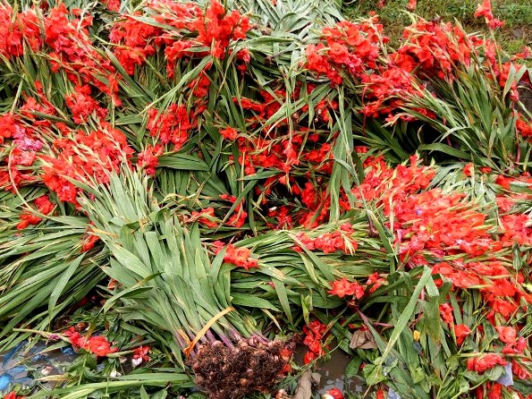 Hà Nội: Hoa lay ơn bị vứt bỏ đỏ đường sau Tết Mậu Tuất - Hình 6