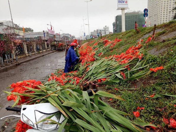 Hà Nội: Hoa lay ơn bị vứt bỏ đỏ đường sau Tết Mậu Tuất - Hình 7