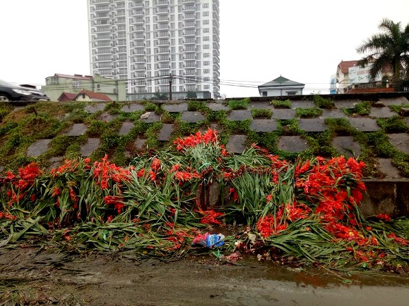Hà Nội: Hoa lay ơn bị vứt bỏ đỏ đường sau Tết Mậu Tuất - Hình 5