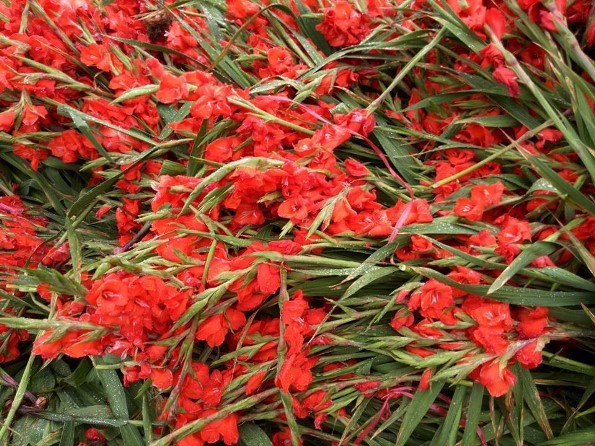 Hà Nội: Hoa lay ơn bị vứt bỏ đỏ đường sau Tết Mậu Tuất - Hình 3