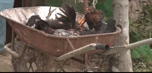 Hải Phòng: Tiêu hủy 3.000 con gia cầm bị phát hiện nhiễm cúm HAN6