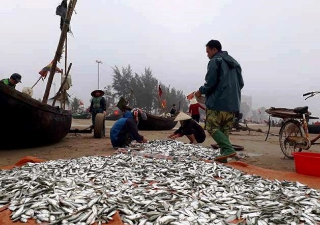 Thanh Hóa: Ngư dân phấn khởi với “lộc biển” đầu xuân