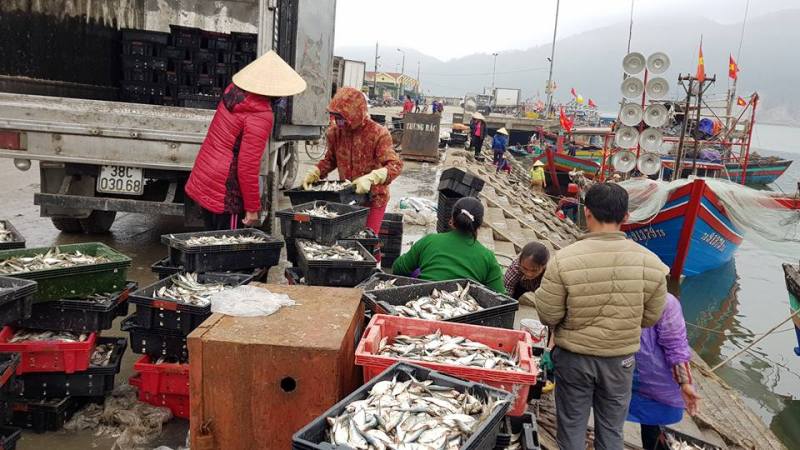 Ngư dân nhiều tỉnh trúng đậm cá cơm, cá trích