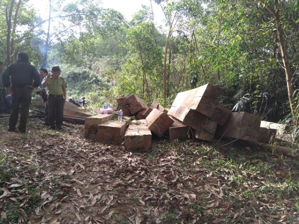Đắk Lắk: Bắt giữ vụ vận chuyển gỗ quy mô lớn - Hình 1