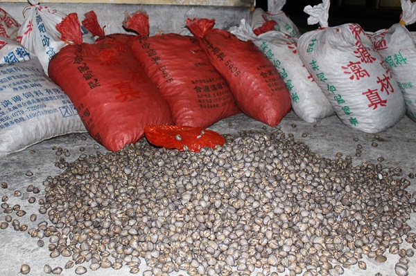 Quảng Ninh thu giữ 1.500 kg sò biển tươi sống nhập lậu - Hình 1