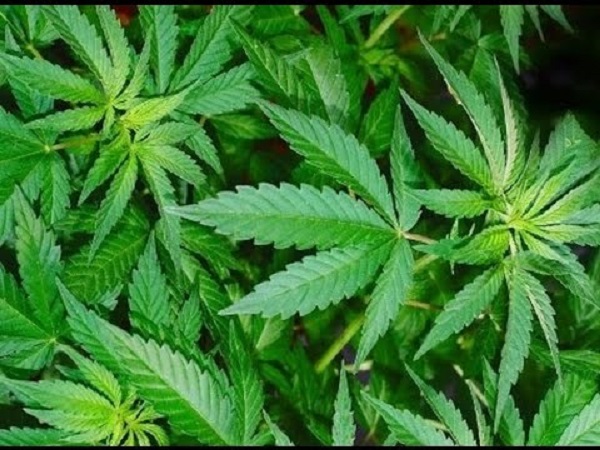 Phát hiện 2 bưu phẩm nghi chứa cần sa thực vật tại sân bay quốc tế Đà Nẵng - Hình 1