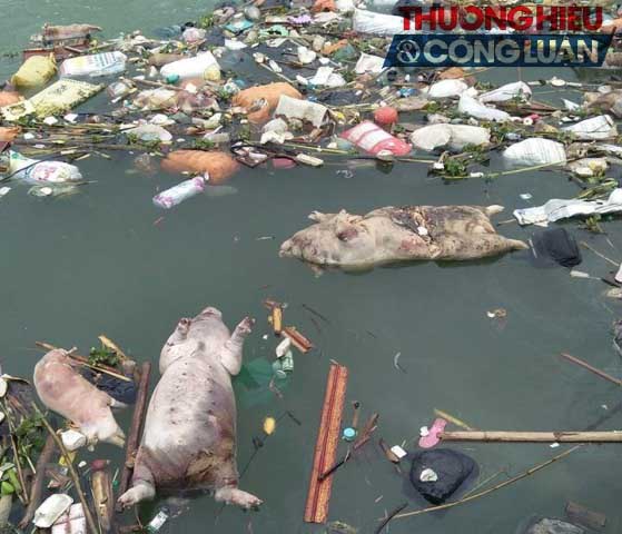 Nghệ An: Kinh hãi rác thải, xác động vật hôi thối nổi trên kênh Chính - Hình 1