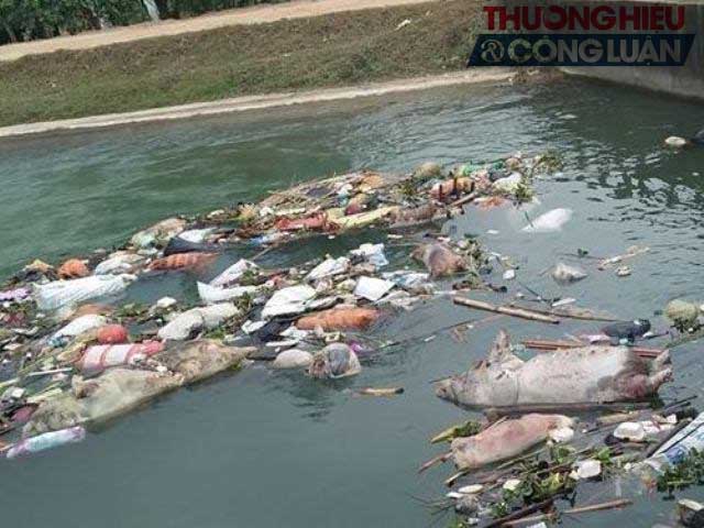 Nghệ An: Kinh hãi rác thải, xác động vật hôi thối nổi trên kênh Chính - Hình 5