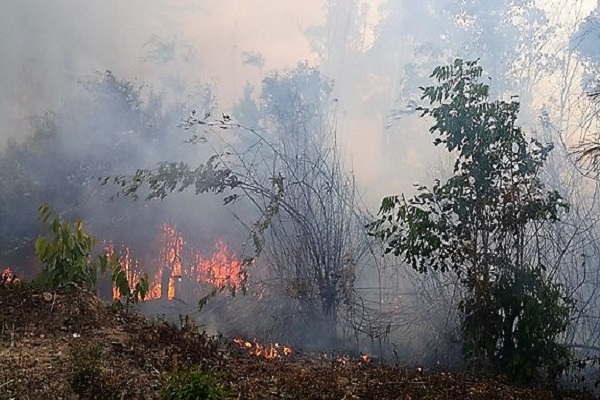 Gia Lai: Trong 2 ngày cháy hơn 40 ha rừng thông phòng hộ - Hình 1