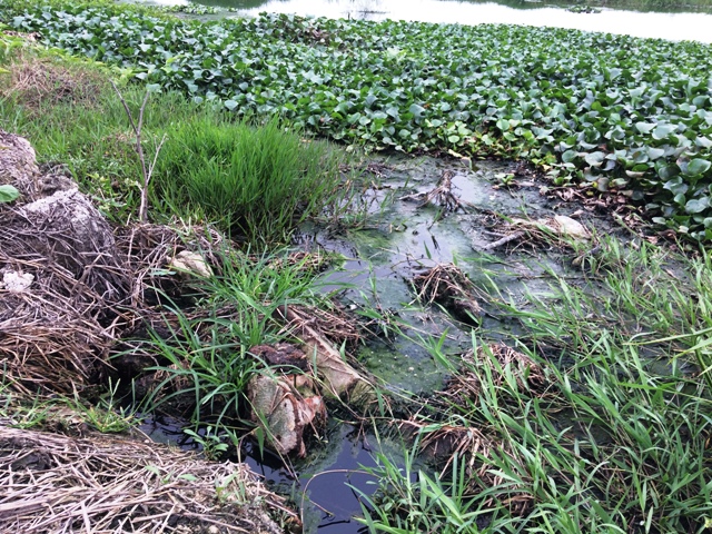 Quảng Tân (Thanh Hóa): Bao giờ ruộng đồng hết ô nhiễm để dân bớt khổ, bớt than?