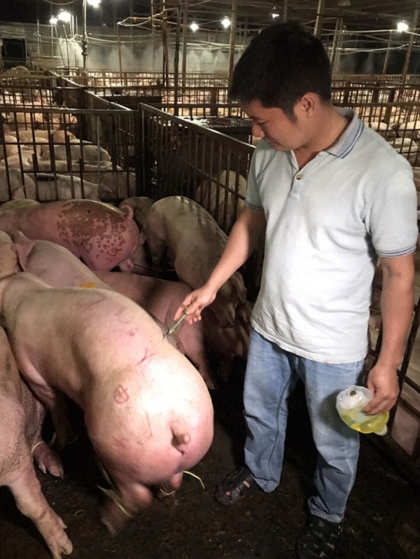 TP. HCM: Quản lý ATTP lãnh đạo địa phương chịu trách nhiệm