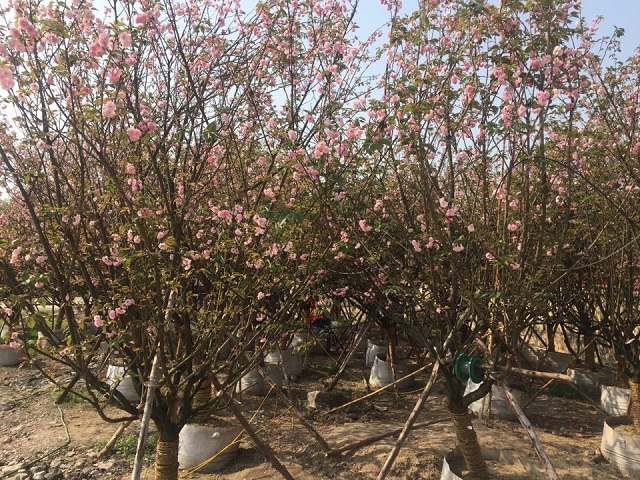 Lễ hội hoa Anh Đào – Mai Vàng Yên Tử năm 2018: “Hợp tác và phát triển – Điểm đến của thành công”