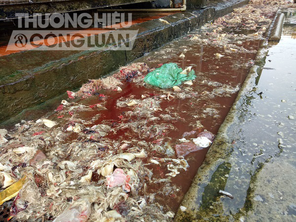 Nước thải đen ngòm, hôi thối từ lò mổ Thịnh An “đầu độc” sông Hồng