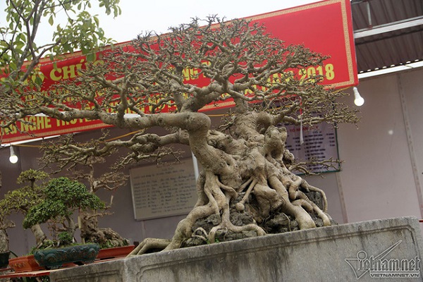 Bộ ba cây sanh 
