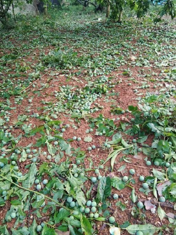 Mộc Châu – Sơn La: Bất ngờ xuất hiện mưa đá gây thiệt hại lớn - Hình 3