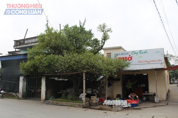 Nam Định: Ngắm cây duối cổ 500 tuổi mang thế độc “mâm xôi con gà” - Hình 1