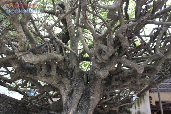 Nam Định: Ngắm cây duối cổ 500 tuổi mang thế độc “mâm xôi con gà” - Hình 3