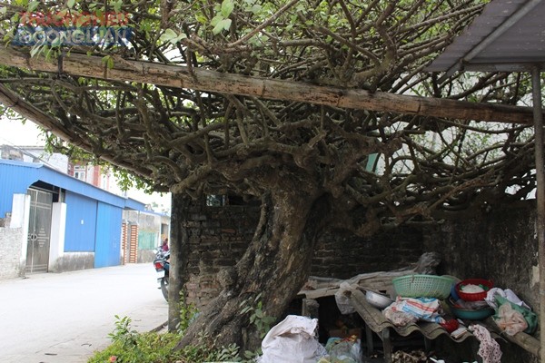 Nam Định: Ngắm cây duối cổ 500 tuổi mang thế độc “mâm xôi con gà” - Hình 4