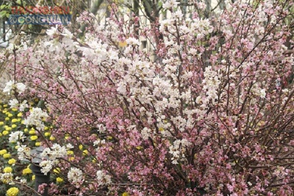 Trưng bày hàng vạn cành hoa anh đào tại Hồ Gươm