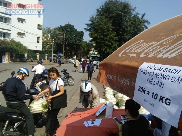 Hà Nội: Hàng tấn củ cải được 
