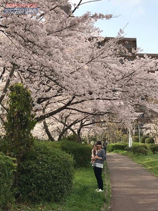 Hải Phòng: Sẽ trưng bày khoảng 7.000 cành hoa Anh Đào